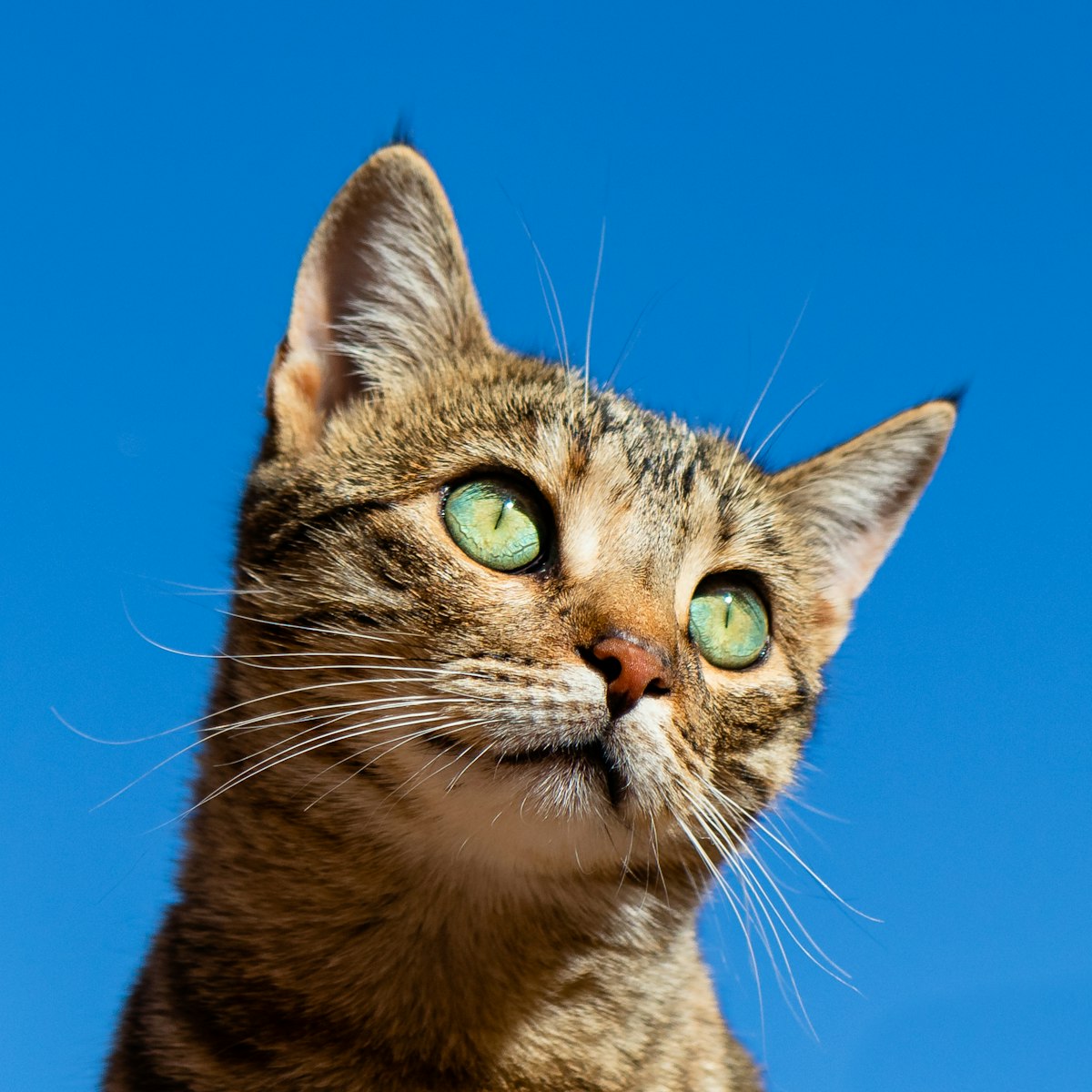 温柔治愈的猫咪生活方式视觉